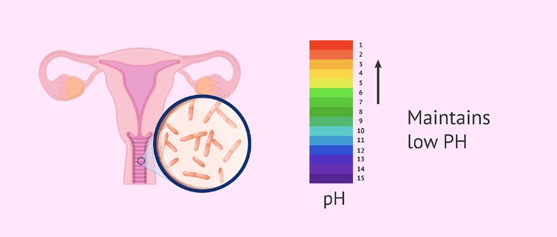 meo-giu-ph-am-dao-can-bang-1